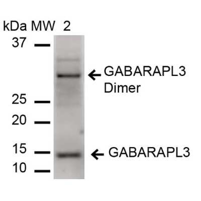 Western Blot: GABARAPL3 Antibody [NBP3-18246]